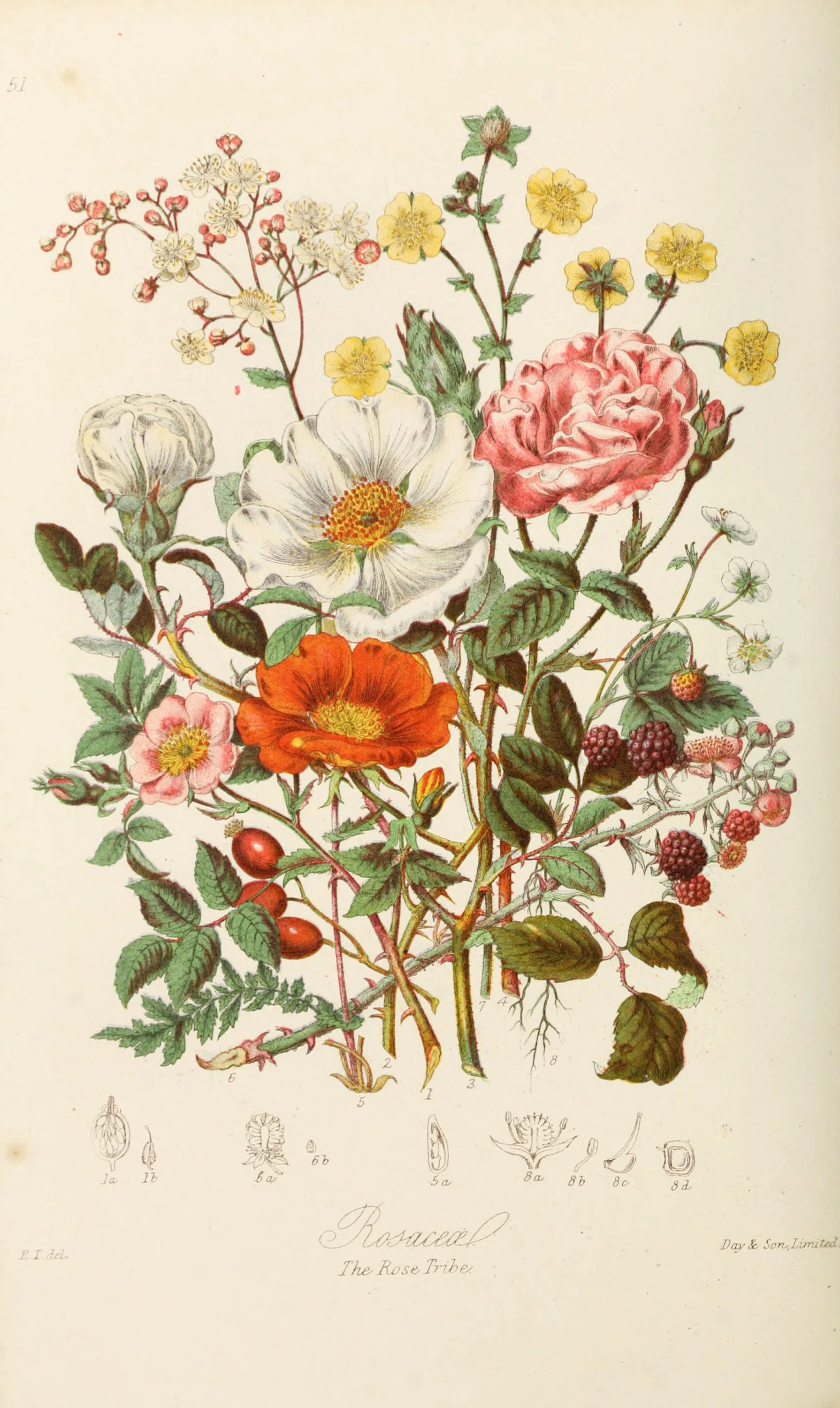 Botanical